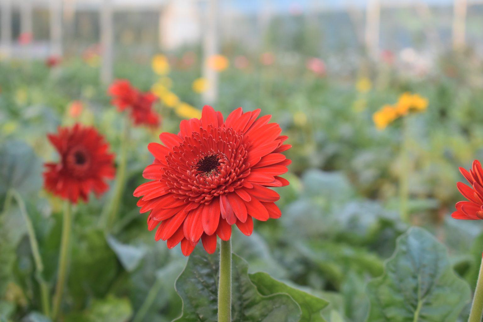 শীতের আগমনে ফুলচাষে ব্যস্ত সময় গদখালীর চাষিদের : টিউলিপে নতুন সম্ভাবনা