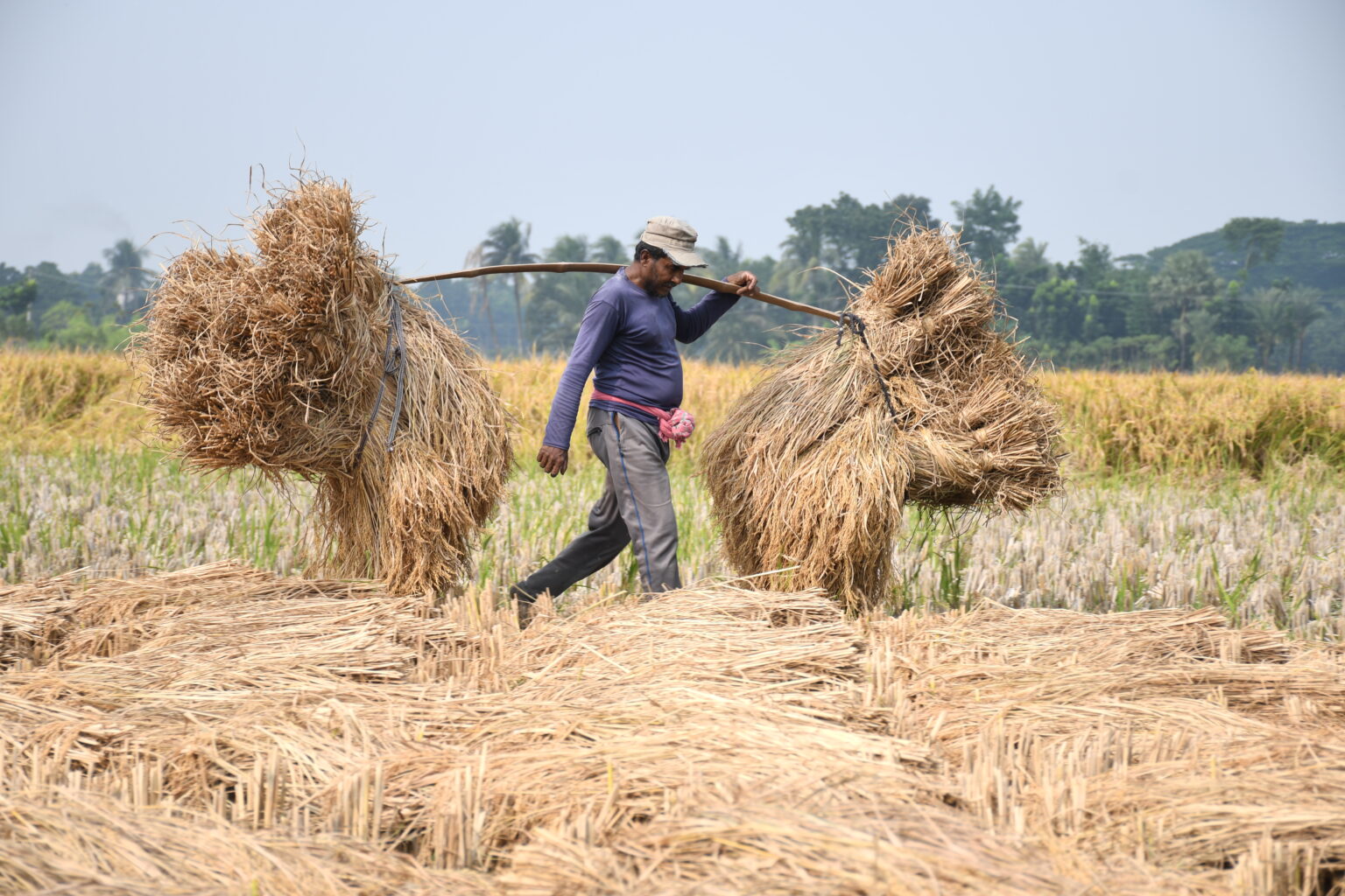 আজ অগ্রহায়ণের প্রথম দিন