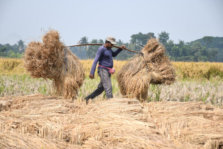 আজ অগ্রহায়ণের প্রথম দিন