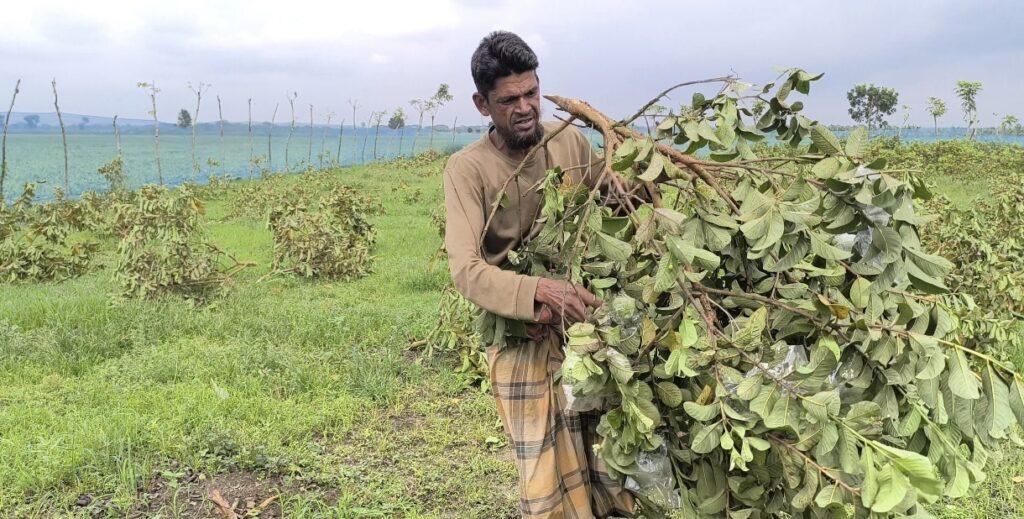 জীবননগরে পেয়ারা গাছের সাথে শত্রুতা!