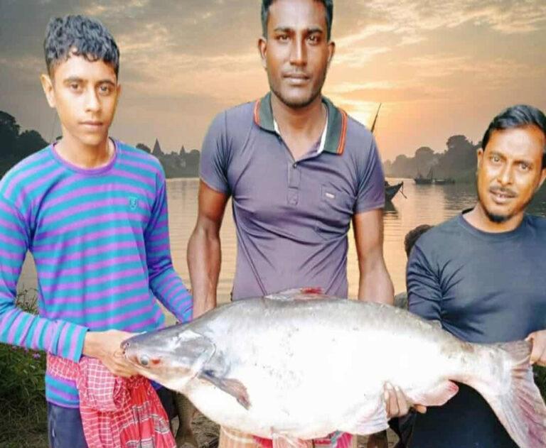 ইছামতিতে বড়শিতে উঠলো ১৬ কেজির পাঙ্গাস