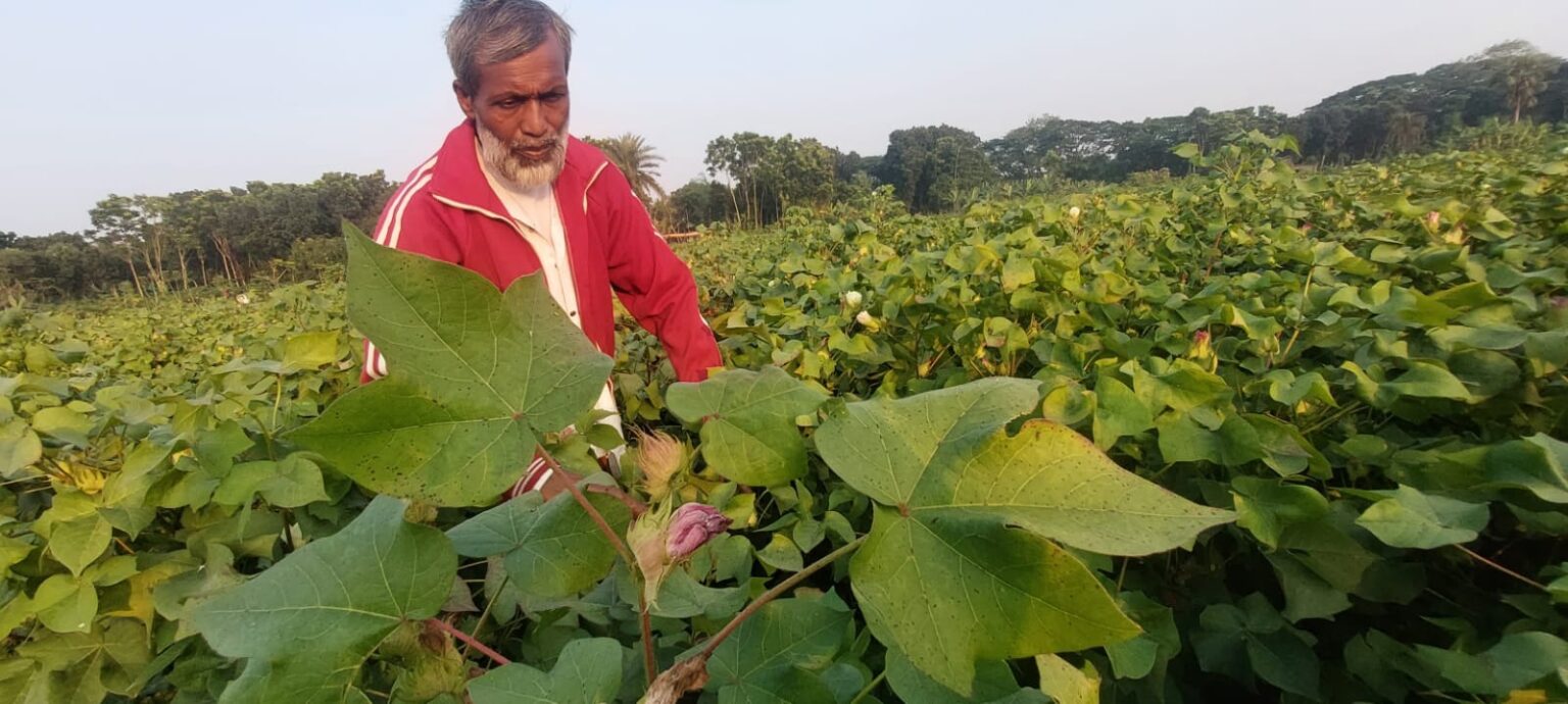 যশোর জোনে ২৬শ’ কৃষক প্রণোদনার আওতায় তুলা চাষে সম্ভাবনার হাতছানি