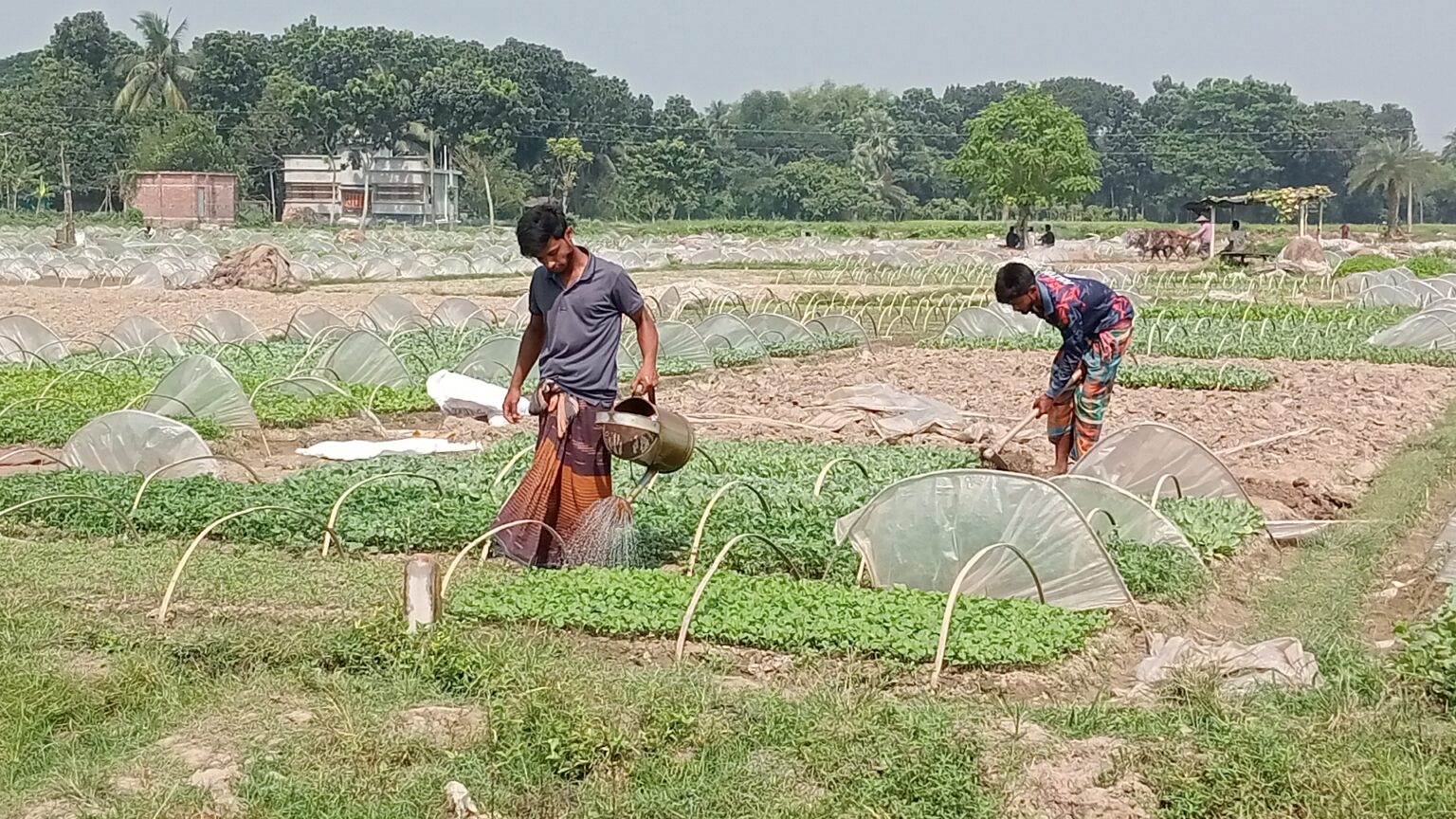 যশোরে ২৫ কোটি টাকার শীতকালীন সবজির চারা বিক্রির লক্ষ্য