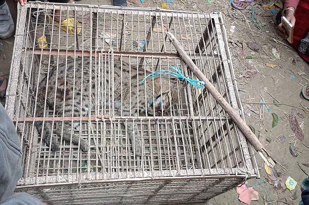 ঝিনাইদহে আহত মেছো বাঘ উদ্ধারের পর অবমুক্ত