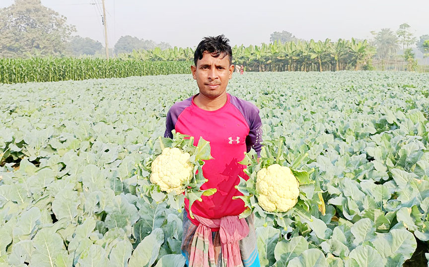 জীবননগরে ফুলকপি চাষে লাভবান চাষিরা