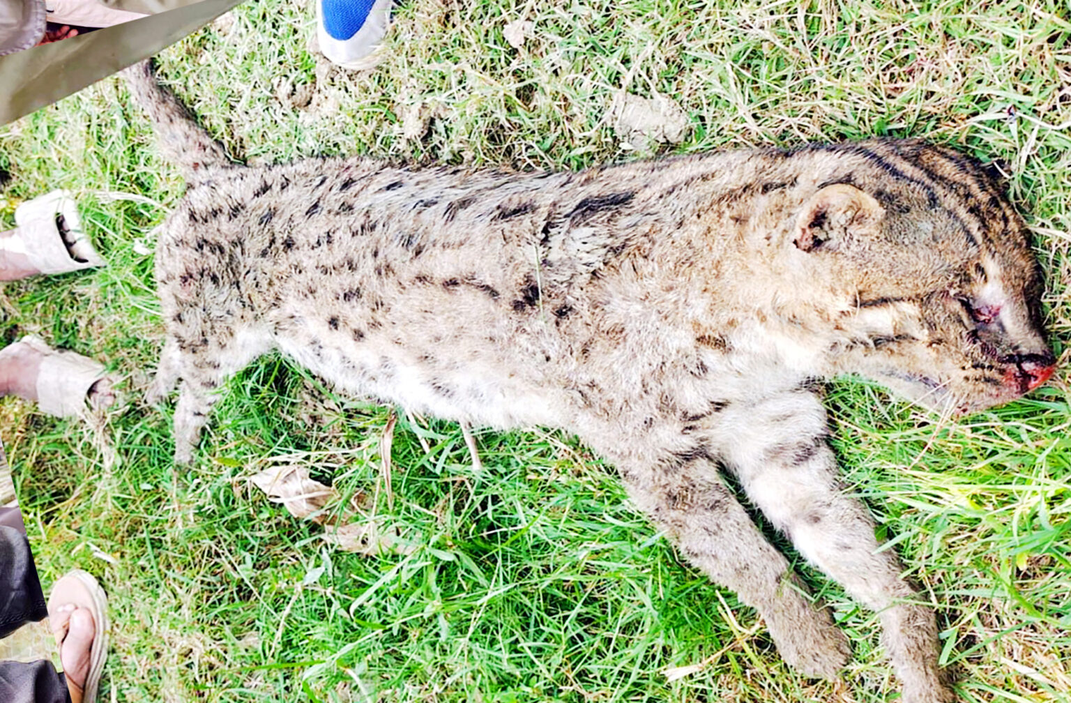 মেছো বিড়াল হত্যায় থানায় মামলা