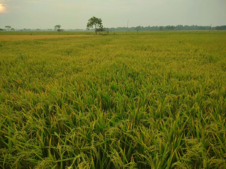 পাইকগাছায় আদালতের নির্দেশ উপেক্ষা করে ধান কাটার চেষ্টা !