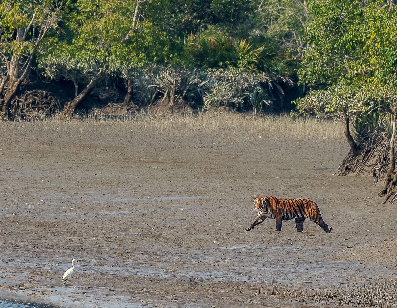 শরণখোলা হানাদার মুক্ত দিবস আজ