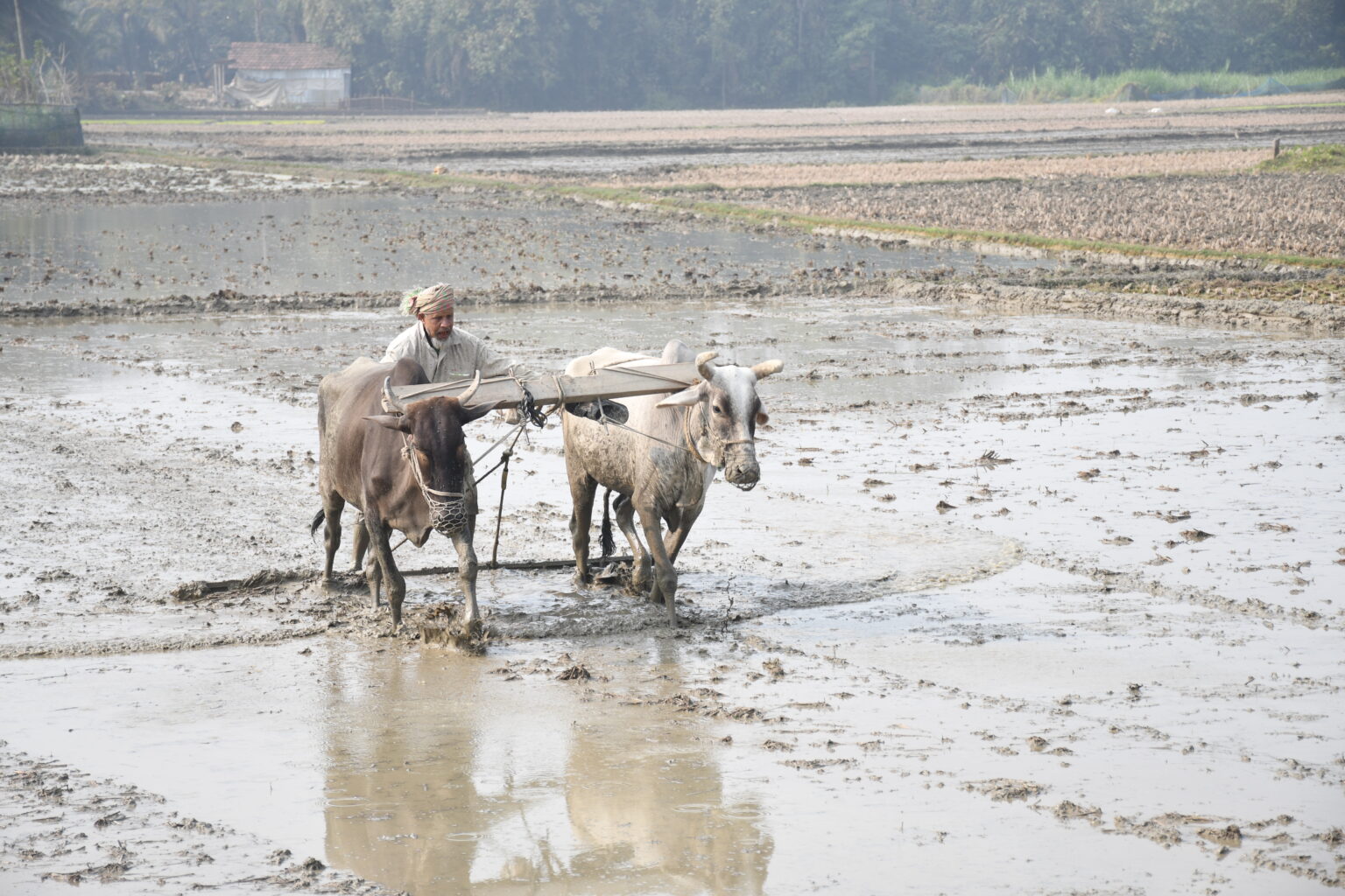 যশোরে সূর্যের দেখা মিললেও বেড়েছে শীতের তীব্রতা