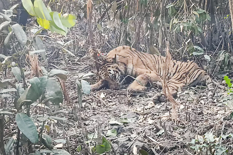 হরিণের ফাঁদে আটকা বাঘ দেখতে হাজারো মানুষের ভিড়