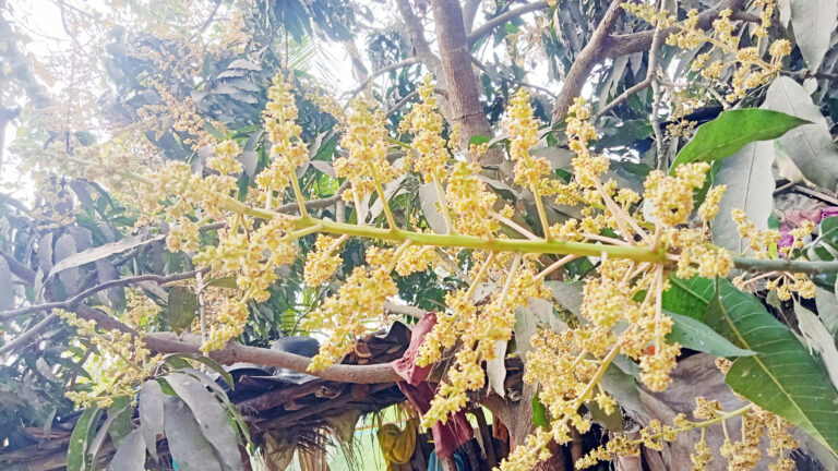 অনুকূল আবহাওয়া : আগাম মুকুলে খুশি শার্শার আমচাষীরা