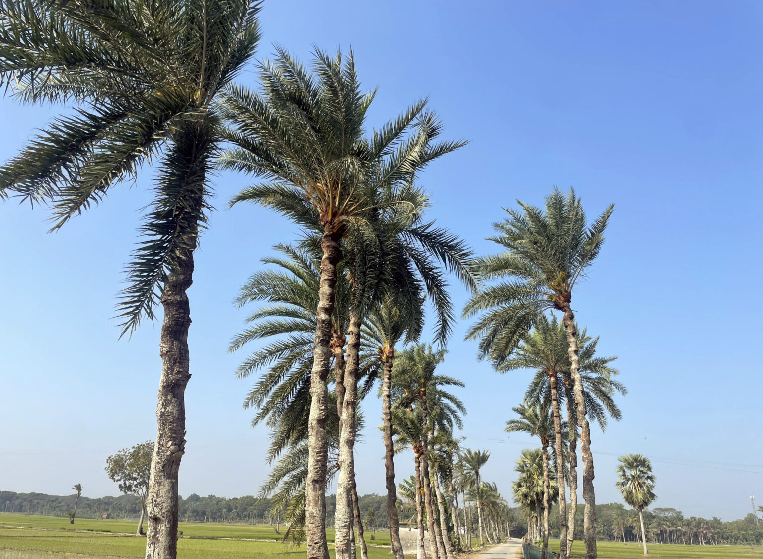 গুড় তৈরি করে কাঙ্ক্ষিত মুনাফা না হওয়ায় পেশা ছাড়ছেন গাছিরা