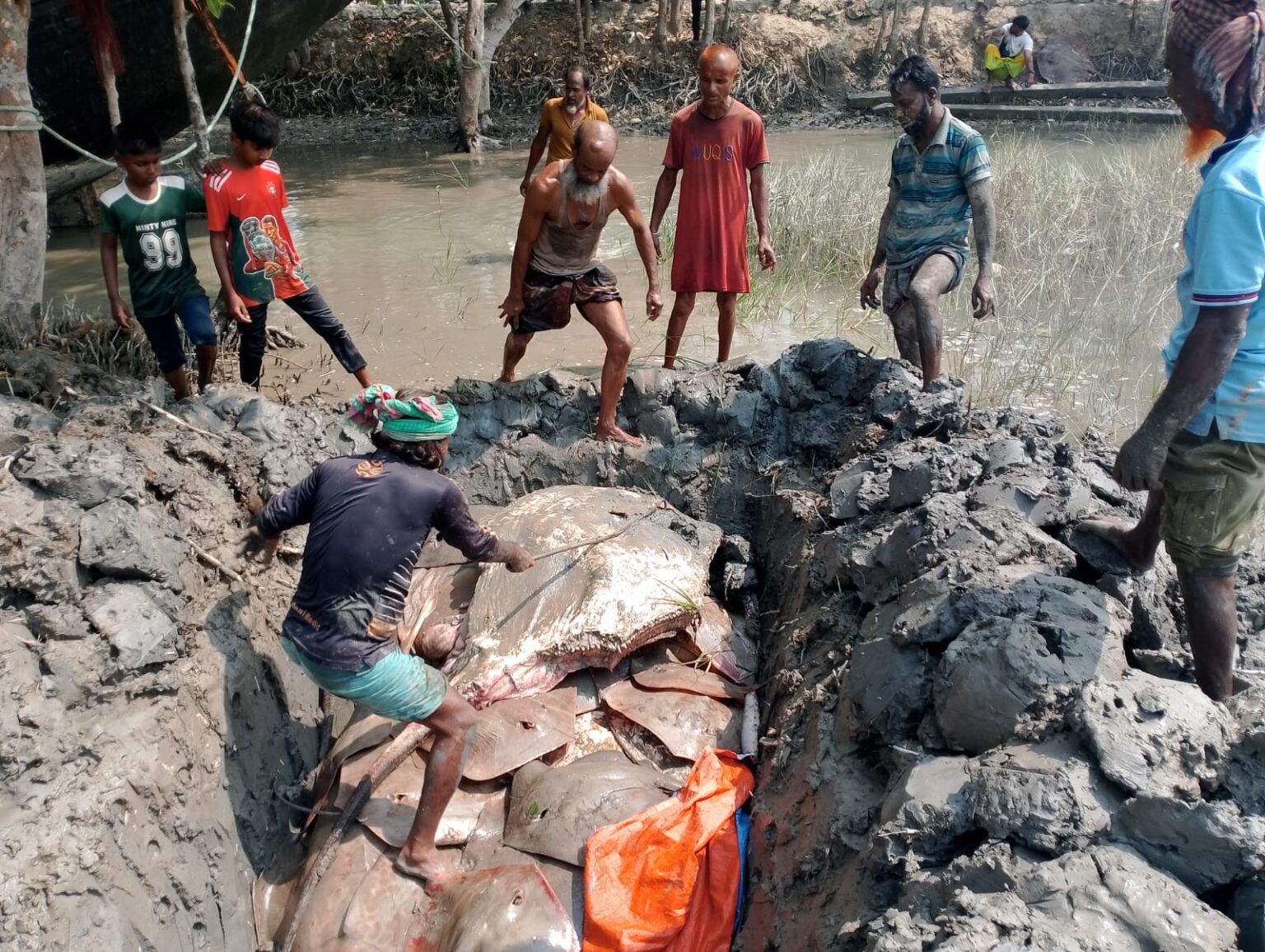 পশ্চিম সুন্দরবন অভয়ারণ্য থেকে শাপলাপাতা মাছসহ ২২ জেলে আটক, ট্রলার জব্দ
