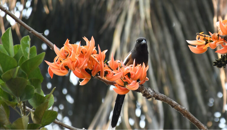 আগুন রাঙা ফাগুন আজ-ভালোবাসার দিন