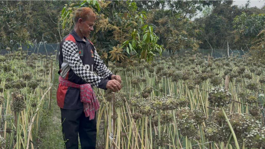 শার্শায় পেঁয়াজ বিজ উৎপাদনে লাভের মুখ দেখছেন কৃষক ইউসুফ