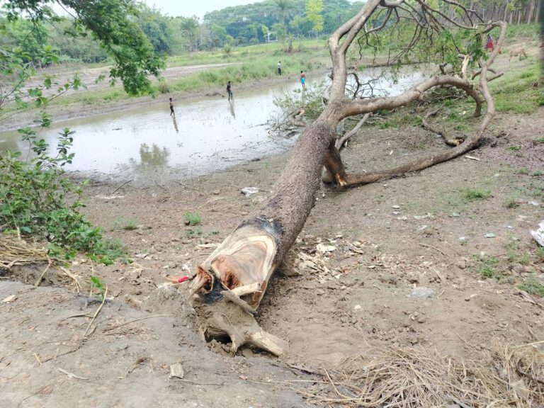 যশোরে সরকারি সড়ক ও খালের গাছ কেটে বিক্রির চেষ্টা