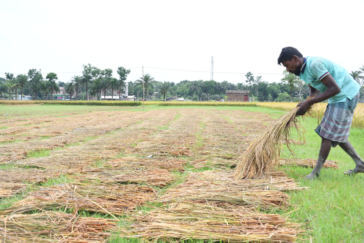 রাতভর বৃষ্টি : কেটে রাখা ধান ভিজে যাওয়ায় দুশ্চিন্তায় কৃষক