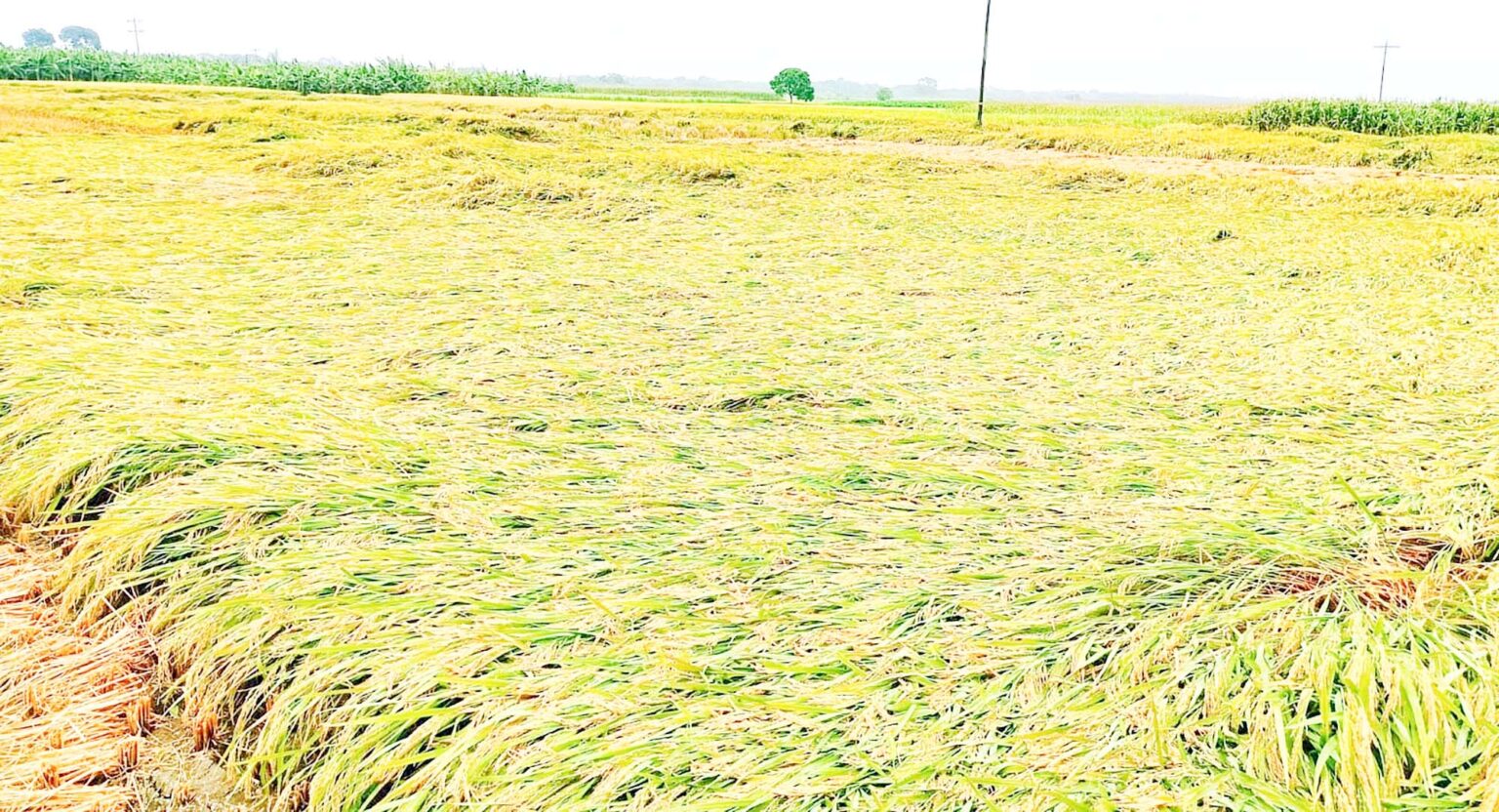 জীবননগরে পাঁকা ধান নিয়ে বিপাকে চাষিরা