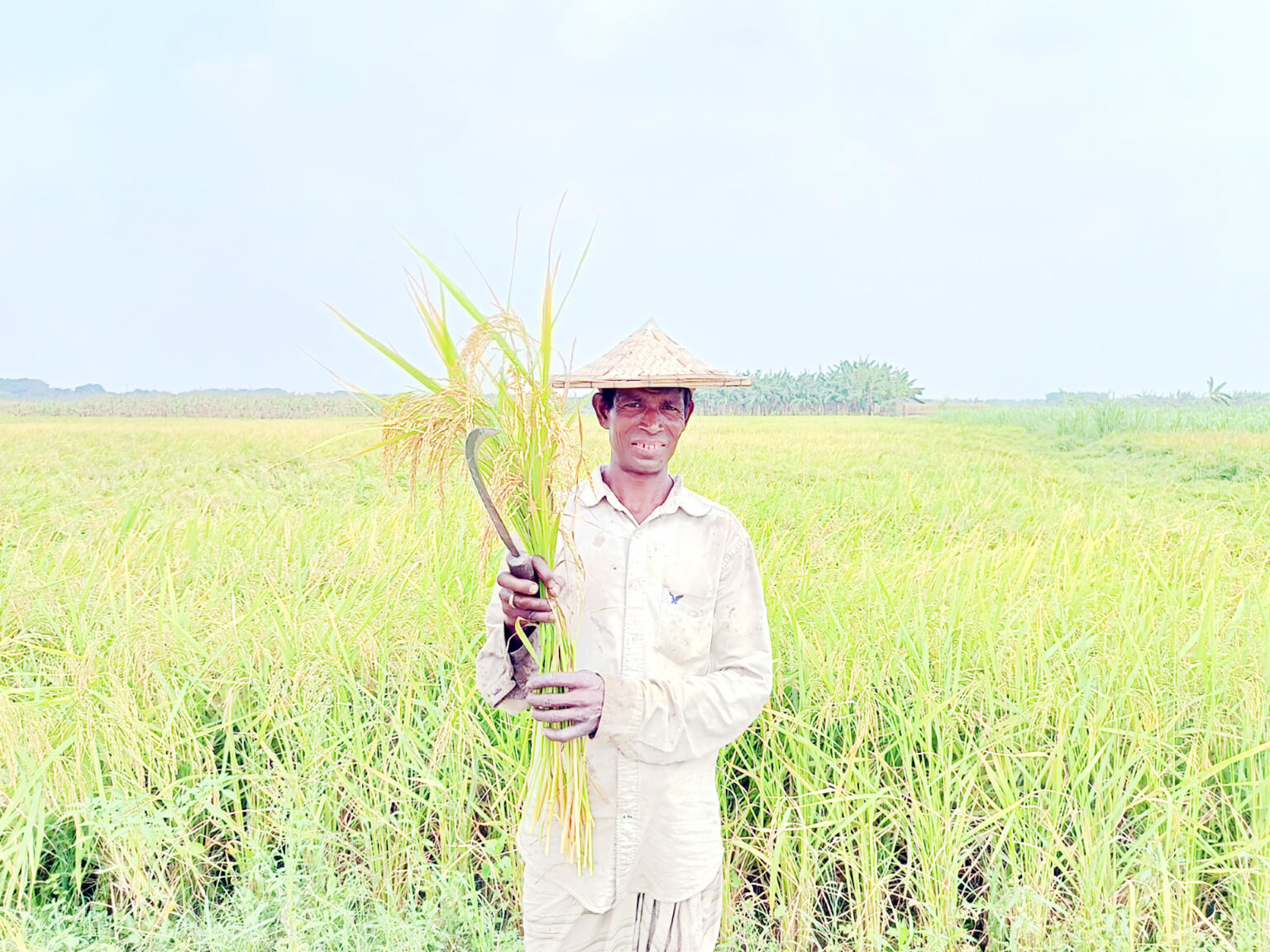 জীবননগরে বোরোধানের বাম্পার ফলনের সম্ভাবনা