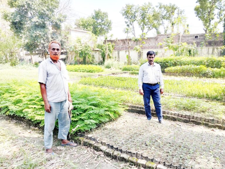 বনবিভাগ প্রস্তুত : কোটচাঁদপুরে রোপণ করা হবে ১ লাখ চারা