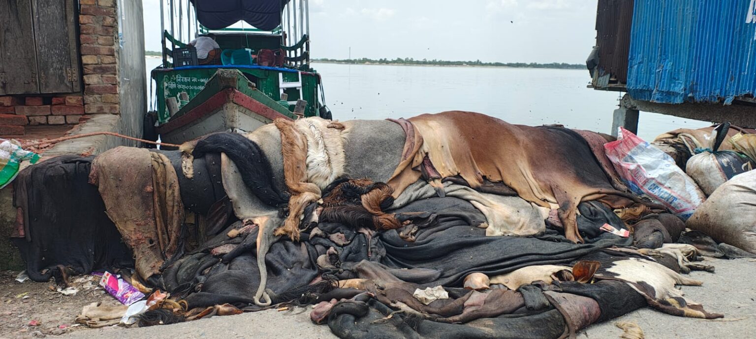 শ্যামনগর নীলডুমুর বাজারে নদীর পাশে পড়ে আছে কোরবানির পশুর চামড়া