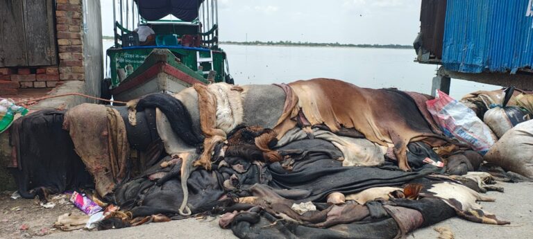 শ্যামনগর নীলডুমুর বাজারে নদীর পাশে পড়ে আছে কোরবানির পশুর চামড়া
