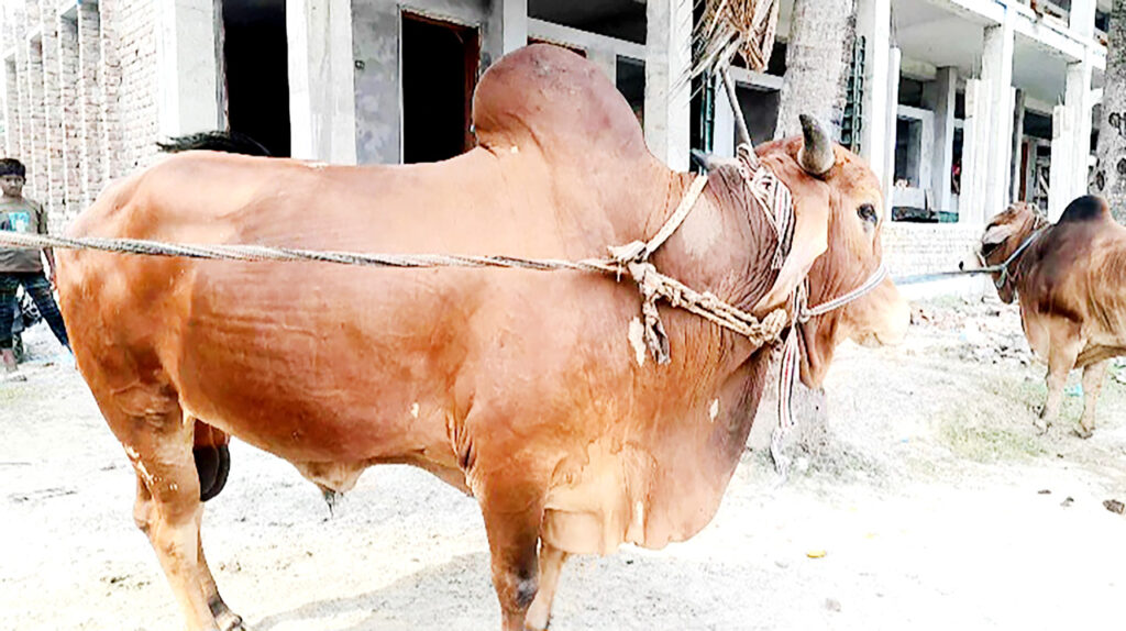 ৩০ বছর পর বন্ধ কুরবানির গদাইপুর পশু হাট ৩০ বছর পর বন্ধ কুরবানির গদাইপুর পশু হাট
