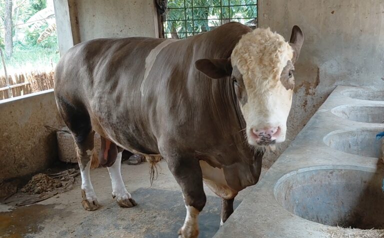 নেইমার-এ কাঁপবে এবারের কোরবানীর হাট (ভিডিও সহ)