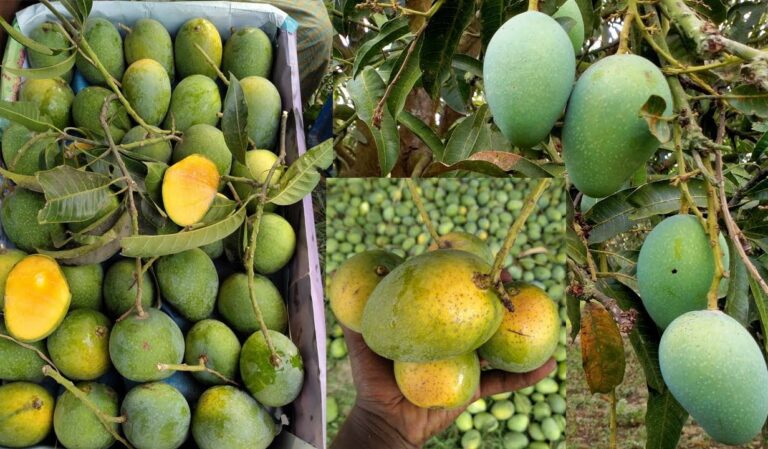 সময়সূচির ফাঁদে সাতক্ষীরার আমচাষি-ঝড়ে পড়ছে পাকা আম, বাড়ছে ক্ষতি