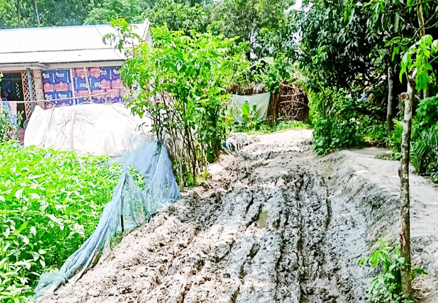 শার্শায় ১ কিলোমিটার কাঁচা রাস্তার জন্য ভোগান্তিতে শতাধিক পরিবার
