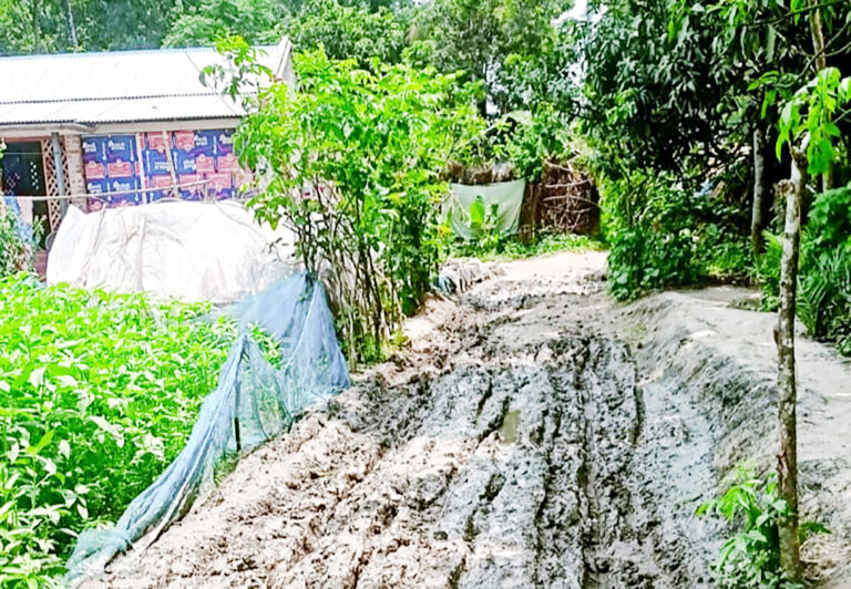শার্শায় ১ কিলোমিটার কাঁচা রাস্তার জন্য ভোগান্তিতে শতাধিক পরিবার