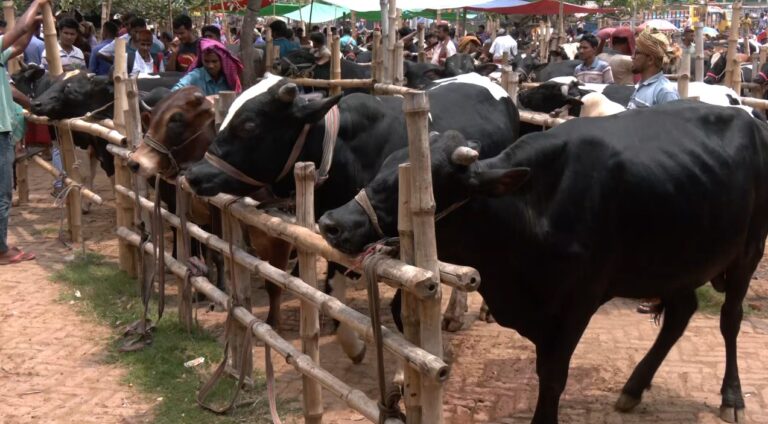 কোরবানির হাট : যশোরে ফড়িয়া সিণ্ডিকেটে বাড়তি দাম কোরবানির হাট : যশোরে ফড়িয়া সিণ্ডিকেটে বাড়তি দাম