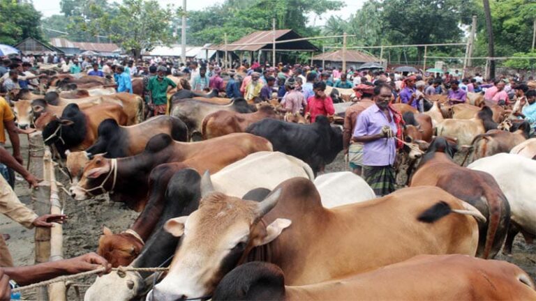 শার্শায় কোরবানির জন্য প্রস্তুত ১৬ হাজার গবাদিপশু শার্শায় কোরবানির জন্য প্রস্তুত ১৬ হাজার গবাদিপশু