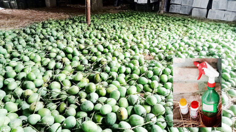 শার্শার বেলতলা বাজারে কেমিক্যাল দিয়ে পাকানো অপরিপক্ক হিমসাগর আম : ক্ষুব্ধ ক্রেতা