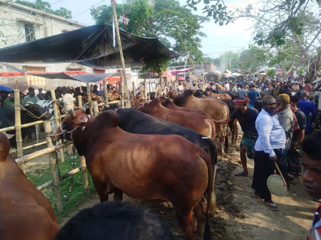যশোরে কোরবানীর পশুর হাট নিয়ন্ত্রণে ক্ষমতাসীনরা !