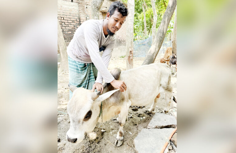বিশ্বের সবচেয়ে ছোট গরু মণিরামপুরের ‘ঝন্টু’