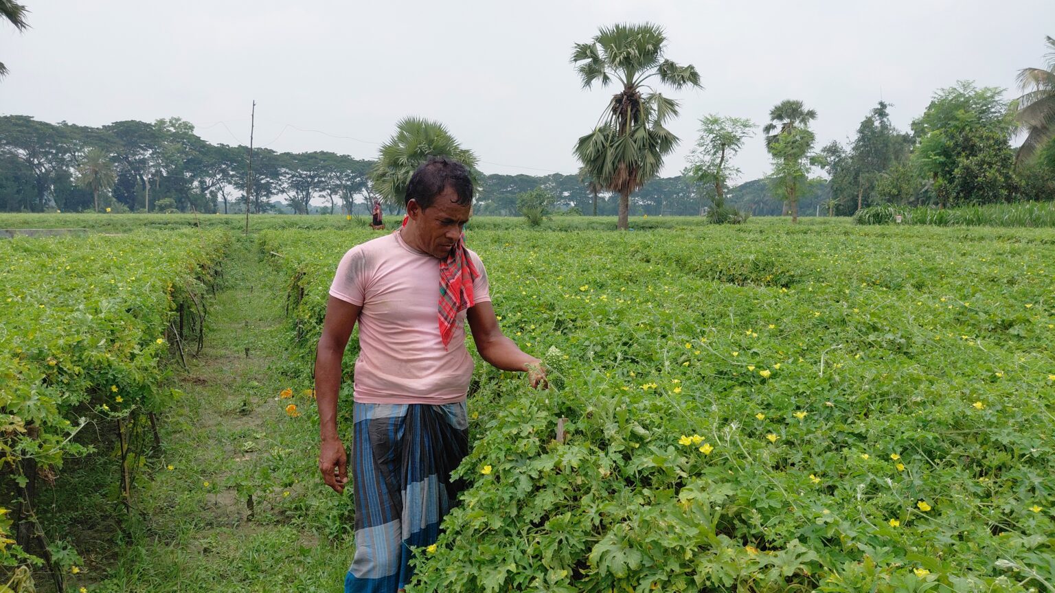 যশোরে পাইকারি ও খুচরা বাজারে দামের বৈষম্য ক্ষতিগ্রস্থ কৃষক