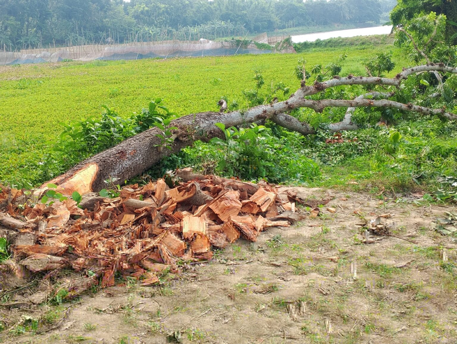মহেশপুরে বাঁওড়ের জমির গাছ কাটলেন ওয়ার্ড বিএনপি সভাপতি