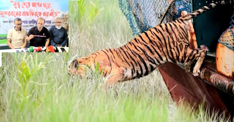ছয় মাস পর নিজ ঘরে ফিরল সুন্দরবনের সেই বাঘিনী
