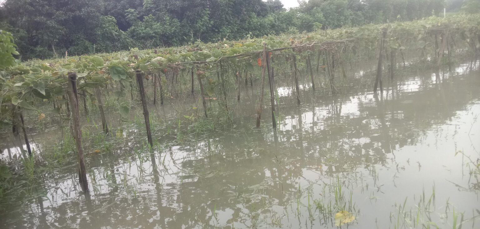 এক রাতের বর্ষণে জলমগ্ন সদরের সবজিপল্লী এক রাতের বর্ষণে জলমগ্ন সদরের সবজিপল্লী