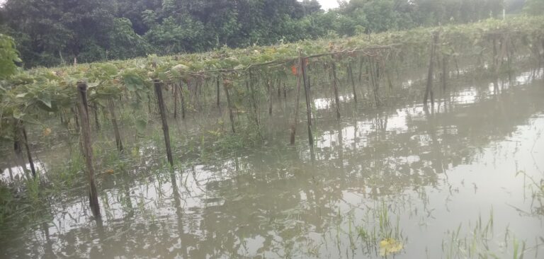 এক রাতের বর্ষণে জলমগ্ন সদরের সবজিপল্লী